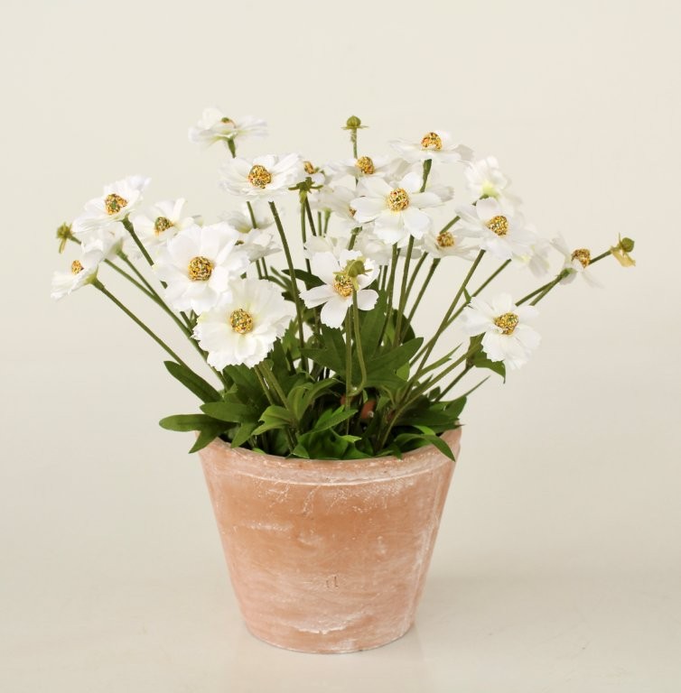 Daisies In Terracotta Pot